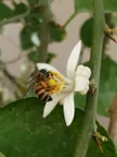 عسل الليمون